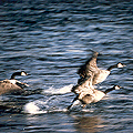 Canadian Geese