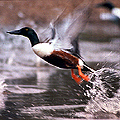 Mallard Duck