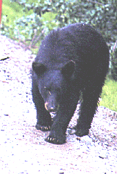 Black Bear