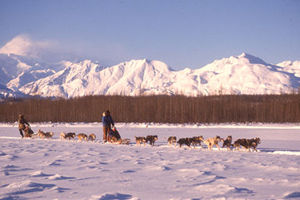 Photo of Dog Sledding