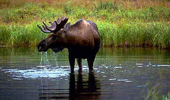 Moose Taking a Drink!