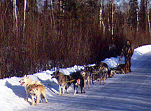 Dog Mushing - A Great Winter Sport!