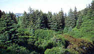 A Forest of Sitka Spruce